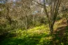 453 Belair Road, Belair, SA 5052-Image