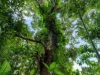 46 Gordon Street, Gordonvale, Qld 4865-Image