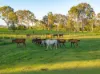 46 Green Trees Road, Pie Creek, Qld 4570-Image