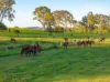 46 Green Trees Road, Pie Creek, Qld 4570-Image