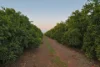 46 Hollins Road, Red Cliffs, Vic 3496-Image