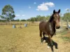 46 Kleinton School Road, Kleinton, Qld 4352-Image