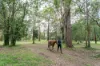 46 Knobby Glen Road, Kandanga, Qld 4570-Image
