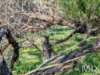 46 Tecoma road, Risdon Vale, Tas 7016-Image