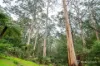 460 Old Warburton Road, Warburton, Vic 3799-Image