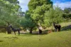 467 Mersey Main Road, Tarleton, Tas 7310-Image