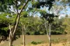 47 Nalya Crescent, Karana Downs, Qld 4306-Image