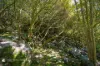 471 Mount Darragh Road, Lochiel, NSW 2549-Image