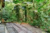 472 Buchanan Creek Road, Cow Bay, Daintree, Qld 4873-Image