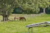473 Numinbah Road, Nobbys Creek, NSW 2484-Image