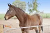 48 Bache Road, Fischer, SA 5502-Image