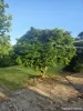 48 Berthong Street, Young, NSW 2594-Image