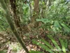 48 Fig Tree Road, Cow Bay, Qld 4873-Image