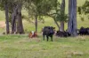 48 Quarry Road, Glen Huon, Tas 7109-Image