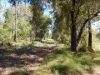 48 Thyme Ave, Forest Ridge, Qld 4357-Image