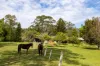 480 Left Bank Road, Mullumbimby Creek, NSW 2482-Image