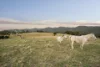 484 Tinderry Road, Michelago, NSW 2620