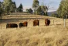 484 Tinderry Road, Michelago, NSW 2620-Image