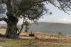 484 Tinderry Road, Michelago, NSW 2620-Image
