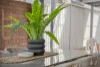 49 Arrakune Crescent, Kallangur, Qld 4503-Image