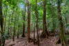49 Barron Falls Road, Kuranda, Qld 4881-Image