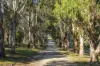 49 Butlers Lane, Glenlyon, Vic 3461-Image