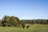49 Butlers Lane, Glenlyon, Vic 3461-Image