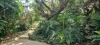 49 Leslie Street, Bangalow, NSW 2479-Image