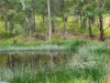 497 Yabbra Road, Bonalbo NSW 2469-Image