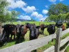 497 Yabbra Road, Bonalbo NSW 2469-Image