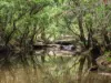 497 Yabbra Road, Bonalbo NSW 2469-Image