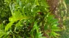 5 Brandt Close, Cooktown, Qld 4895-Image