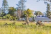 5 Burrawang Close, East Gresford, NSW 2311-Image