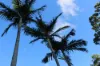 5 Calliandra Court, Carrara QLD 4211-Image