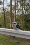 5 Duke Street, Emerald, Vic 3782-Image