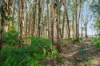 5 Harvest Road, Medowie, NSW 2318-Image