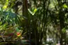 5 Illowra Lane, Hyams Beach, NSW 2540-Image