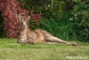 5 Kurung Court West, Gisborne, Vic 3437-Image