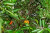 5 San Cristobal Place, Pacific Pines QLD 4211-Image