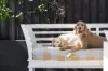 5 Simpson Street, Shelly Beach, Qld 4551-Image