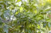 5 Stoma Court, Shailer Park, Qld 4128-Image