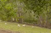 5 Stubbings Road, Grove, Tas 7109-Image