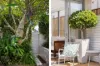 5 Undercliff Road, Freshwater, NSW 2096-Image