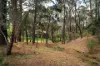 50 Eureka Street, Chewton, Vic 3451-Image