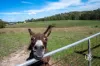50 Longs Road, Yellingbo, Vic 3139-Image