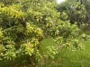 50 Moresby Road, Moresby, Qld 4871-Image