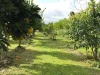 50 Moresby Road, Moresby, Qld 4871-Image