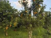 50 Moresby Road, Moresby, Qld 4871-Image