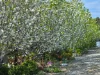 50 Palling Road, Heathcote, Vic 3523-Image
