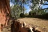 50 Panorama Drive (Granny Flat), Glenvale, Qld 4350-Image
